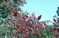 Smooth Sumac / Rhus glabra